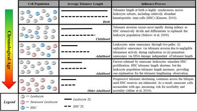 Translating Measures of <mark class="highlighted">Biological Aging</mark> to Test Effectiveness of Geroprotective Interventions: What Can We Learn from Research on Telomeres?